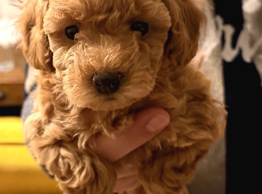 Firsat Poodle Yavrulari Anne 3 Kg Baba 2 Kg Kaçirmayin görsel