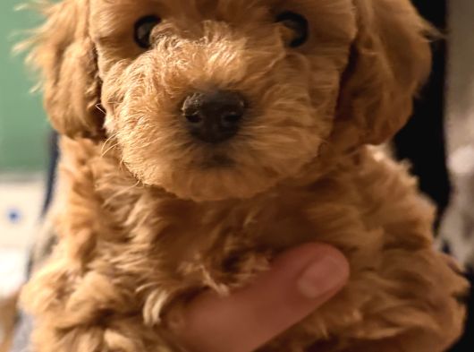 Firsat Poodle Yavrulari Anne 3 Kg Baba 2 Kg Kaçirmayin görsel