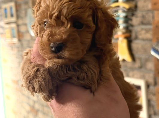 Firsat Poodle Yavrulari Anne 3 Kg Baba 2 Kg Kaçirmayin görsel