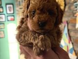 FIRSAT POODLE YAVRULARI ANNE 3 kG bABA 2 KG KAÇIRMAYIN