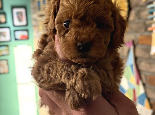 Firsat Poodle Yavrulari Anne 3 Kg Baba 2 Kg Kaçirmayin