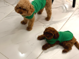 Aşk Çocukları Gerçek Toypoodle - Mikroçipli Ve Aşıları Tam