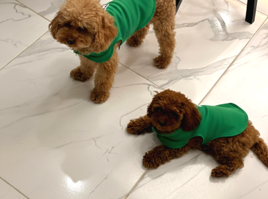 Aşk Çocukları Gerçek Toypoodle - Mikroçipli Ve Aşıları Tam görsel