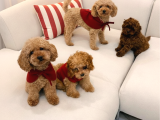 Aşk Çocukları Gerçek Toypoodle - Mikroçipli Ve Aşıları Tam