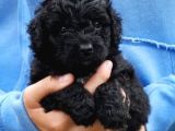 Black pooddle bebekler