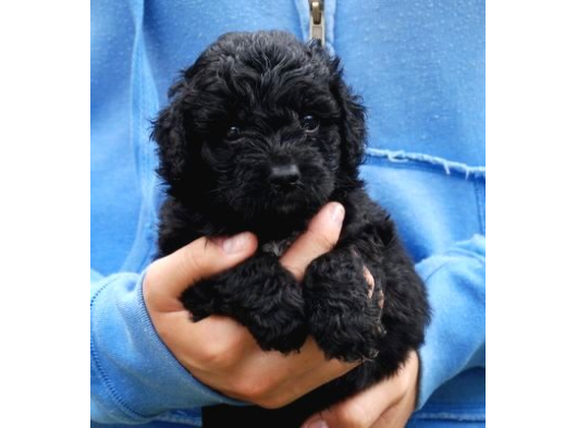 Black Pooddle Bebekler