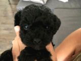 Black Pooddle Bebekler