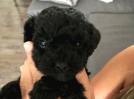 Black Pooddle Bebekler görsel