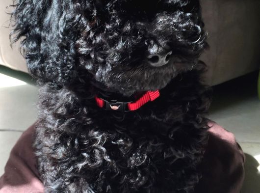 Black Pooddle Bebekler görsel