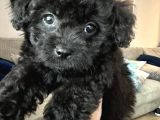 Black Pooddle Bebekler