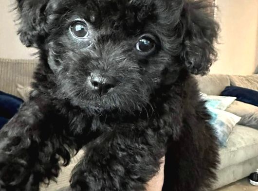 Black Pooddle Bebekler görsel