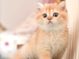 Safkan Show Kalite British Shorthair Erkek