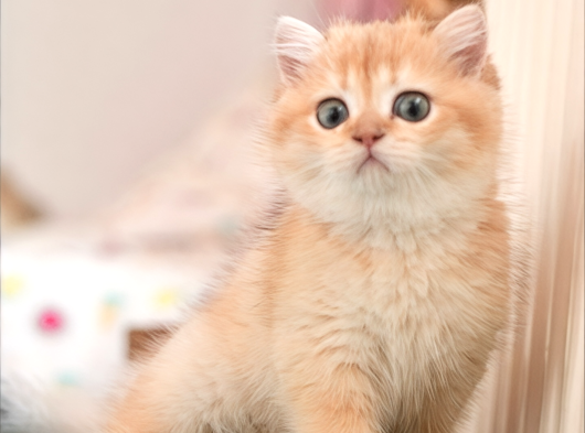Safkan Show Kalite British Shorthair Erkek görsel