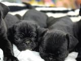 Safkan Pug Mops Bebekleri̇m Si̇yah İnci̇ler