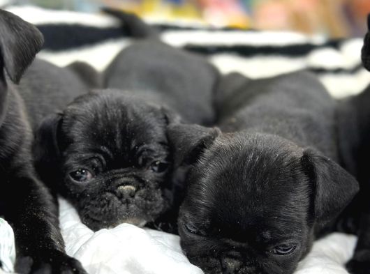 Safkan Pug Mops Bebekleri̇m Si̇yah İnci̇ler görsel