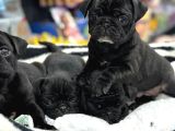 Safkan Pug Mops Bebekleri̇m Si̇yah İnci̇ler