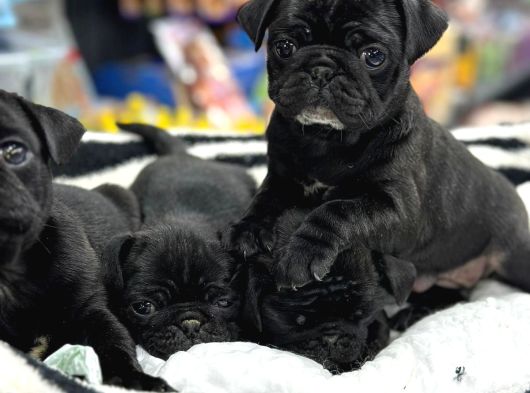 Safkan Pug Mops Bebekleri̇m Si̇yah İnci̇ler görsel