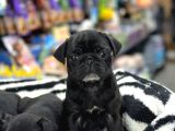 sAFKAN PUG MOPS BEBEKLERİM SİYAH İNCİLER
