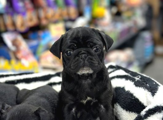 Safkan Pug Mops Bebekleri̇m Si̇yah İnci̇ler