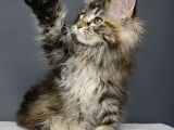 Orjinal Mainecoon polly yavrular
