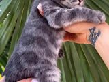BLUE Bengal erkek full secereli