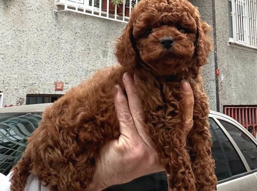 Zeki ve oyuncu poodle yavrular