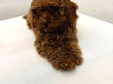 Aşk Çocukları Gerçek Toypoodle - Mikroçipli Ve Aşıları Tam