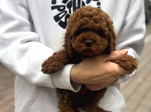 Zeki Ve Oyuncu Poodle Yavrular görsel