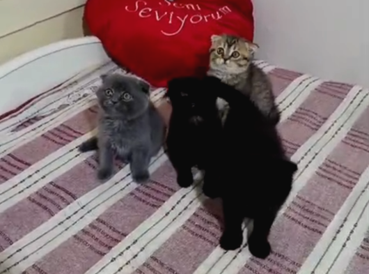 Tatlimi Tatli Top Kafa Scoti̇shler görsel