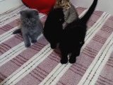 Tatlimi Tatli Top Kafa Scoti̇shler