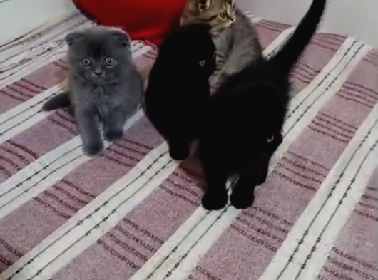 Tatlimi Tatli Top Kafa Scoti̇shler görsel
