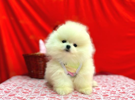 Orji̇nal Pomerani̇an Boo Bebekleri̇mi̇z Gelmi̇şti̇r görsel