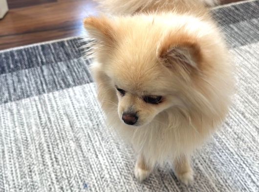 Pomeranian Boo görsel
