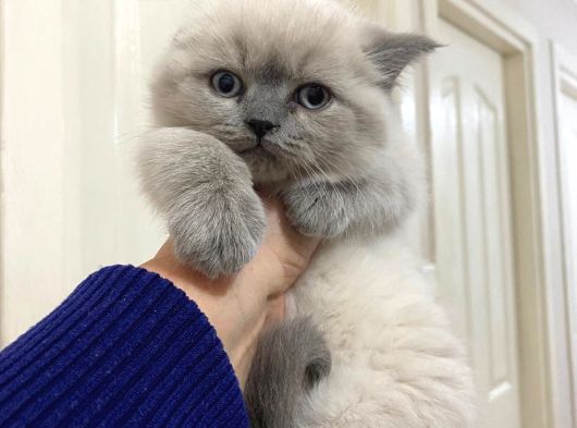 Cana Yakın Çok Tatlı Birbirinden Güzel Cins Yavrularım