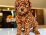 TCAP VE TOY POODLE BURADA