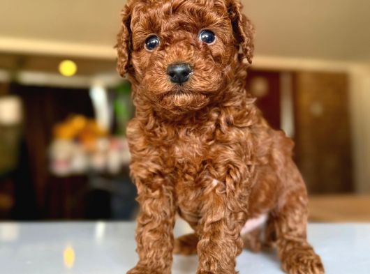Tcap Ve Toy Poodle Burada