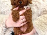Toy Poodle Irk Ve Sağlik Garanti̇li̇