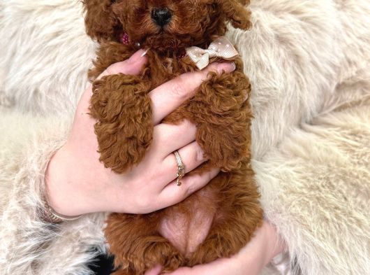 Toy Poodle Irk Ve Sağlik Garanti̇li̇ görsel