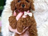 Toy Poodle Irk Ve Sağlik Garanti̇li̇