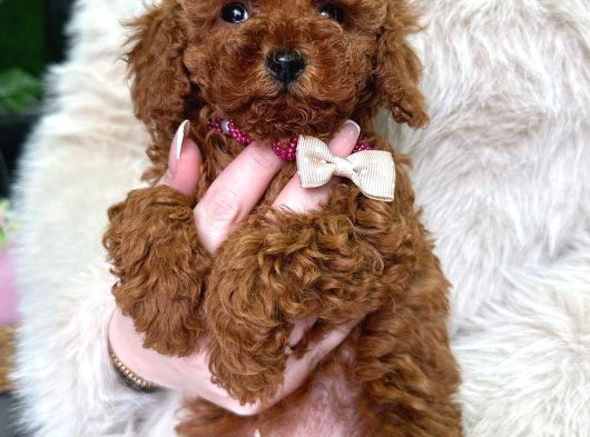 Toy Poodle Irk Ve Sağlik Garanti̇li̇ görsel