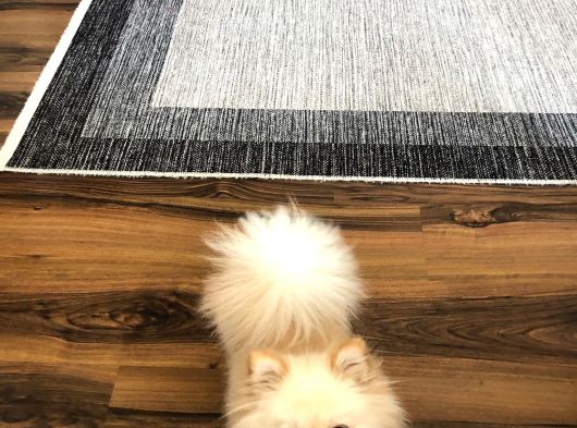 Pomeranian Boo görsel