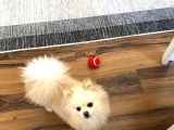 Pomeranian Boo