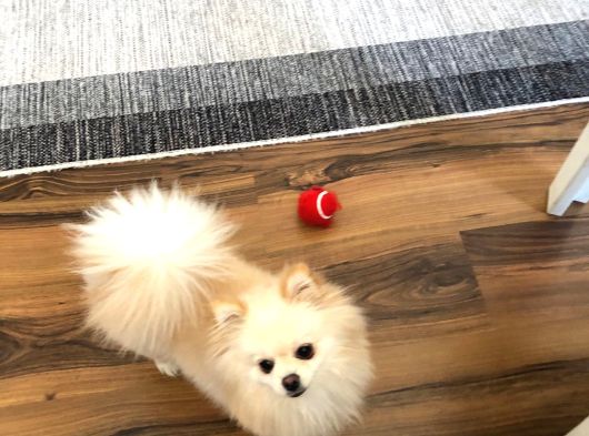 Pomeranian Boo