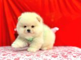 Orji̇nal Pomerani̇an Boo Bebekleri̇mi̇z Gelmi̇şti̇r