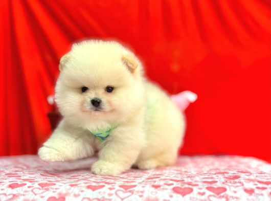 Orji̇nal Pomerani̇an Boo Bebekleri̇mi̇z Gelmi̇şti̇r görsel
