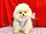 Orji̇nal Pomerani̇an Boo Bebekleri̇mi̇z Gelmi̇şti̇r