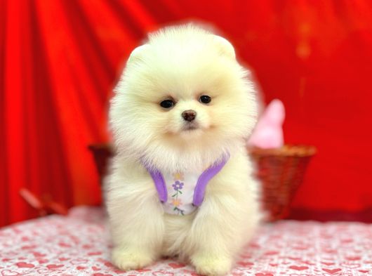 Orji̇nal Pomerani̇an Boo Bebekleri̇mi̇z Gelmi̇şti̇r görsel