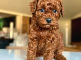 Tcap Ve Toy Poodle Burada