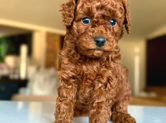 Tcap Ve Toy Poodle Burada görsel