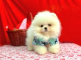 Orji̇nal Pomerani̇an Boo Bebekleri̇mi̇z Gelmi̇şti̇r